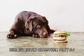狗狗食欲不振，呕吐，不排便是不是生病了，作为主人你要了解一下视频封面