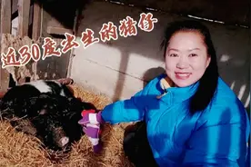 东北大哥在山里养了几百头藏香猪，猪可以出栏了，大哥却说太难了视频封面