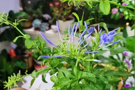 养蓝雪花，3个养护做到位，不黄叶，分枝多，花量大视频封面