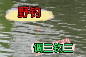 野钓:调三钓三太灵敏了，浮漂的小动作都可以看得出来，建议收藏视频封面