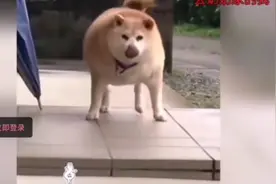 长的这么胖的狗狗笑得肚子疼视频封面