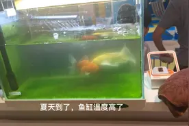 不花一分钱快速去除鱼缸绿水视频封面