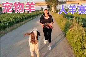 姑娘把羊当马骑，骑起来真比马还舒服，难怪主人视为宝贝，真好玩视频封面