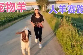 姑娘把羊当马骑，骑起来真比马还舒服，难怪主人视为宝贝，真好玩视频封面