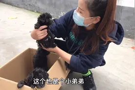 去繁殖户家看灰泰迪，一窝生了4只凌乱不堪，让人难以挑选！视频封面