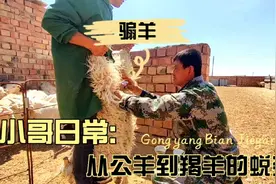 “骟羊”—养羊人一项重要的工作！！所有的羊蛋都来自这里。视频封面