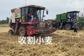 河南南阳小麦丰收了，72岁大爷种8亩小麦，对今年的收入很满意视频封面