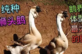 世界上最大的鹅，狮头鹅像狮子头得名，最大能长35斤是真的吗视频封面