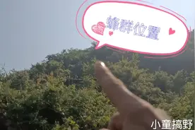 野外如何快速找到蜂巢，学会这个方法，收获更多野蜂蜜。视频封面