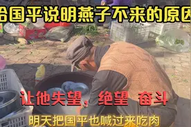 给国平说明燕子不来的原因，让他失望、绝望，奋斗视频封面