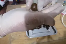 中药蜜丸制作完整版视频封面