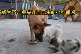 狗妈妈为了吃鱼头连自己生的小狗都凶，这小狗是它亲生的吗视频封面