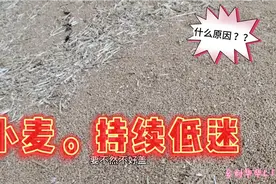 2021年7月3号，基层小麦价格越来越低，什么原因？听粮商分析一下视频封面
