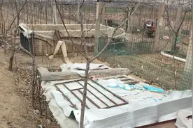 柿子树最简单科学的修剪方法视频封面