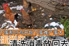 不下蛋那只鸡难产脱肛一个双簧大蛋，按网上说的清洗消毒放回去了视频封面