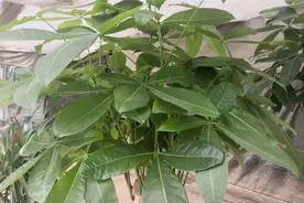 养殖发财树，叶片枯萎、黄叶不用担心！做好这5点枝繁叶茂视频封面