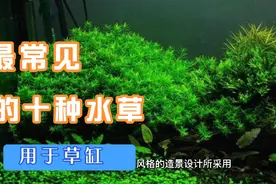十种草缸最常见水草视频封面