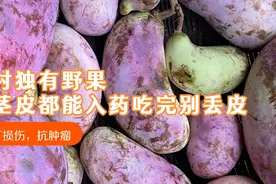 山村这野果到处都是 果皮吃完别丢，晒干泡茶泡酒喝 功效你了解嘛