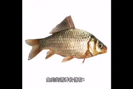 鱼肉的营养价值有哪些？如何挑选新鲜的鱼？视频封面