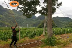 广西深山这种蛇卷果能卖20元一斤，用来泡酒非常好，看看你见过吗视频封面