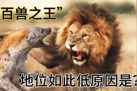 百兽之王的帝位在草原中竟是弟中弟，野猪幼崽竟被鬣狗残忍分食视频封面
