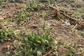 石家庄滹沱河边挖荠菜！视频封面
