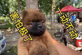 害怕极了的小松狮一动不敢动，活脱脱的一个表情包，太可爱了！视频封面