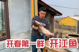 鱼塘缺氧大鱼浮出水面，小伙上演徒手抓鱼，轻松捕获一条开江鱼视频封面