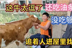 小牛看主人买好吃的，高兴的到处跑，油条没吃够，追着人进屋里找视频封面