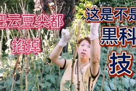 一个不懂种植的老太太竟敢掐掉豆角滕的尖，不知道是不是黑科技视频封面