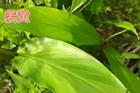 身边的草药（456），姜黄，破血行气通经止痛的草药视频封面