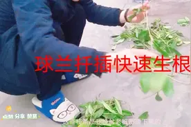 球兰扦插快速生根小妙招，一个星期白根满满，扦插枝条继续免费送视频封面