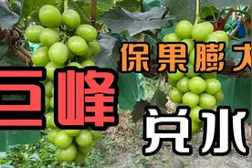 巨峰葡萄保果膨大处理！兑水方案一次学会！种植户务必收藏！视频封面