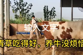 常见烂蹄和外伤的处理，牛的抵抗力比人强十倍，养牛人都会遇到视频封面