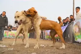 两只重量级猛犬对轰，红色猛犬血管都被打爆了还在疯狂进攻！视频封面