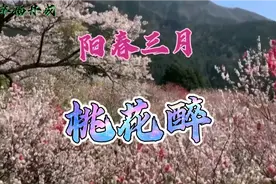阳春三月，桃花醉人，蝶恋桃花，人爱春天。美景尽收眼底视频封面