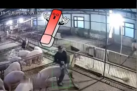 猪：我不想让你这么累，做会背吧视频封面