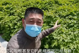 大片的牡丹为何没花蕾不开花，风景无限说出真相视频封面