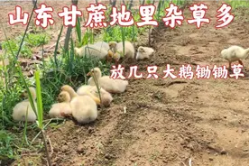 山东甘蔗种下10多天杂草丛生，抓来11只小鹅帮忙锄草，效果还真好视频封面