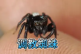 调教跳蛛教学，开启你的玩蛛之门视频封面