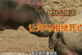 河马相继死亡，到底是什么原因？视频封面