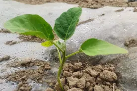 茄子要想产量高没有病虫害，这两种肥料千万不能上，赶紧看一下吧视频封面