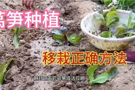 用这种方法移栽莴笋，苗旺生根快成活率高，农村老人手把手教你视频封面