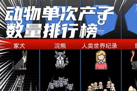动物单次产子数量排行榜#动物