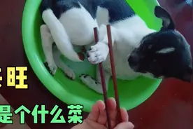 来旺有点懵，这主人太无语，说不好，不好说视频封面