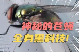 你知道怎么打苍蝇吗？苍蝇小脑的反应速度是人类十倍，得这样打!视频封面