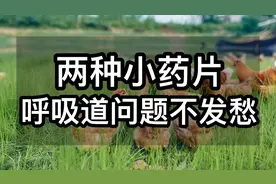 两种小药片，鸡群呼噜，咳嗽，张嘴喘气不发愁，养鸡人收藏视频封面
