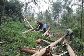 栽有十四年的杉木林出售了 ，自己终于当一回老板，有点小开心视频封面
