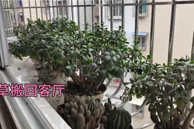 四川未来一周温度下降到10℃以下，阳台花草搬回客厅，做对了吗视频封面