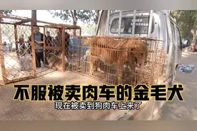 金毛不服被卖狗肉，奋力撕咬铁笼试图逃出去，努力的样子让人心酸视频封面